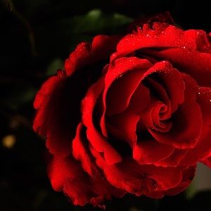 Meet your Posher, Coral